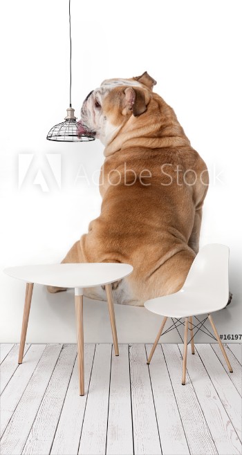 Picture of An English Bulldog sitting back to camera looking off to the left on a white background